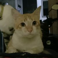 sintaaasty