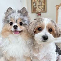 luckypartiyorkie
