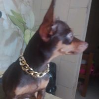 belinha_mf
