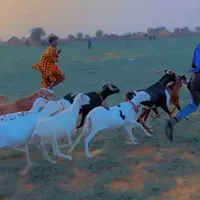 original sound - gaynakotogane