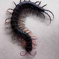 original sound - flesheaven