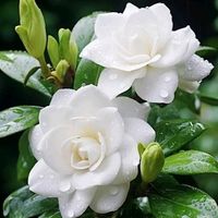 suara asli - ismapurba267