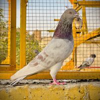 dar.pigeons.club