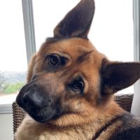 kai.the.k9