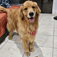 honeygoldenretrivier