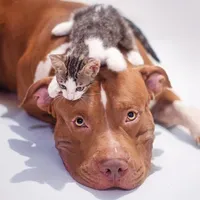 original sound - scott_pitmonster