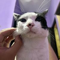 suara asli - Saya