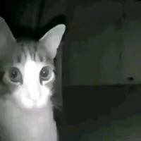 original sound - vladislavkachanov