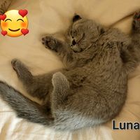 lunathesmurf