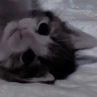Hᴀʙɪᴛs