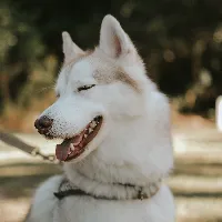 original sound - laughandlaughms