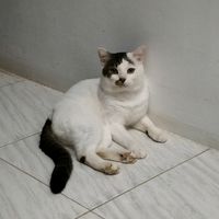 suara asli - Tin Wijaya (RV)