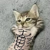 jose_n0lazco