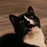 tuxedomuffin
