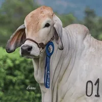 original sound - ganaderialavirginia