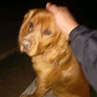 robert_ic_06