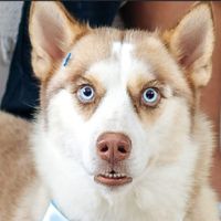 safira_huskyoficial