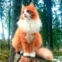 original sound - tu.gato.curioso