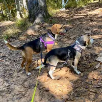 Marley and Me Ending