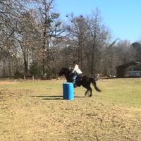 chulada.the.palomino