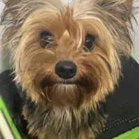 original sound - king_o_alfredo