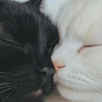 catbloom777