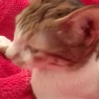 original sound - ahwel20