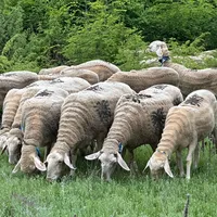 original sound - jetmiralimi1