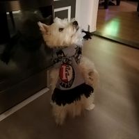 origineel geluid - Harmen Rozenboom