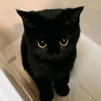 darknezzzz11