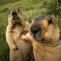 el.desconocido.falso0