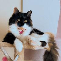 fizzycat77