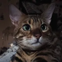 original sound - mourndear