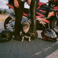 doggymaniaa