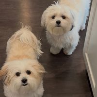 munchkin_and_biscotti