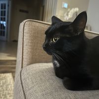 original sound - Baby Fun