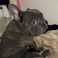 rolexthefrenchie__