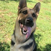 germanshepherd.koda