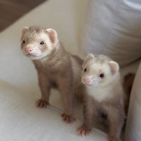 moonthecinnamonferret