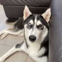 sky_le_husky3