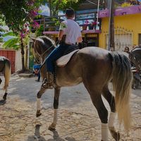 josecarloscabreratrabani