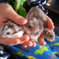 оригінальний звук