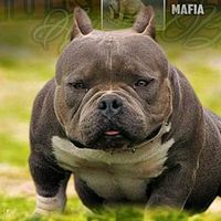 hkkennel
