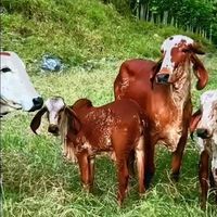 velizgyrlecheromipasion