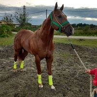 stud.malos.tratosoficial