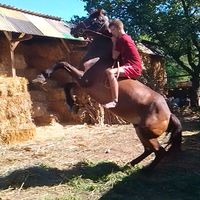 eredeti hang