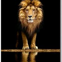 lionqueens04