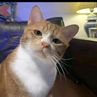 suara asli - faturrrr