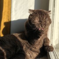 pina.the.cat