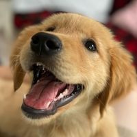 goldenruleretrievers